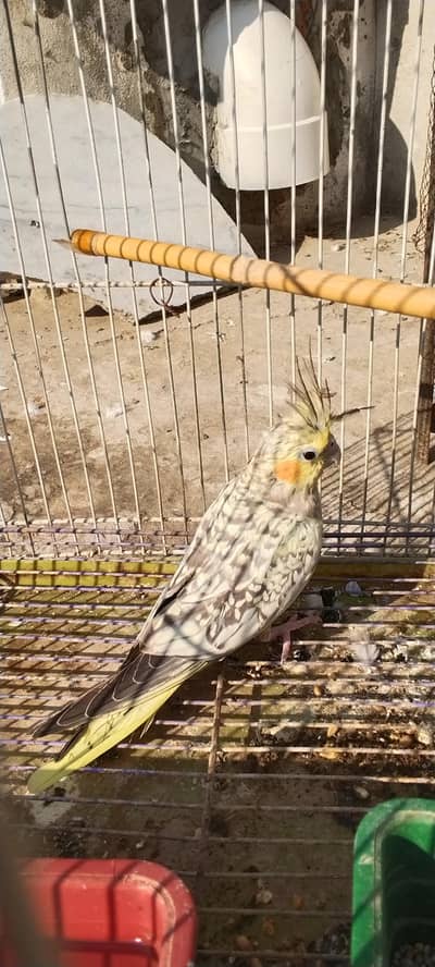 cocktail parrot