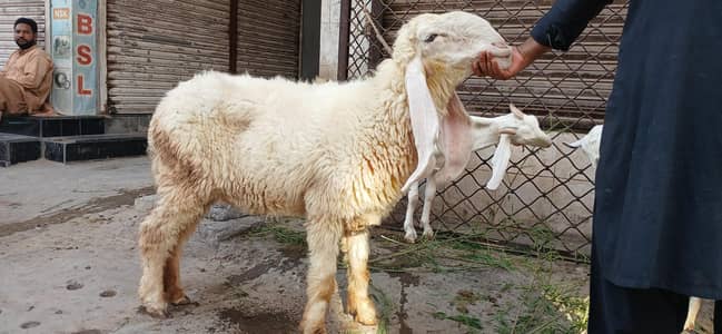 kajli female for sale gaban he