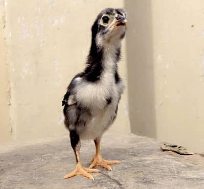 Ek week miyawali chicks aseel 4 months female available