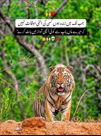 waqar mubeen