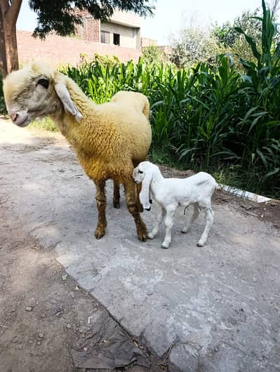 Female sheep with Male baby For sale