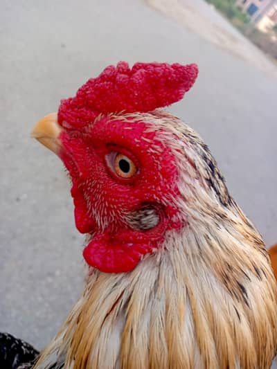Pure Mianwali Aseel Breeder For Sale - Mirpur New City