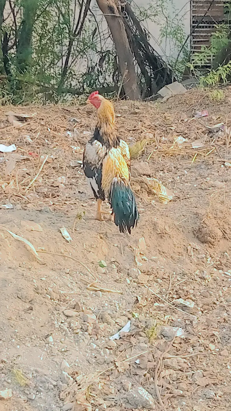 Pure Mianwali Aseel Breeder For Sale - Mirpur New City — photo 2