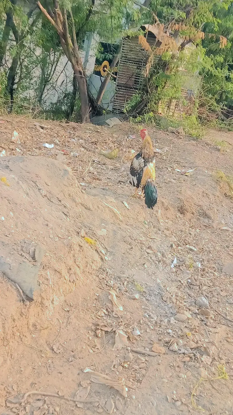 Pure Mianwali Aseel Breeder For Sale - Mirpur New City — photo 3