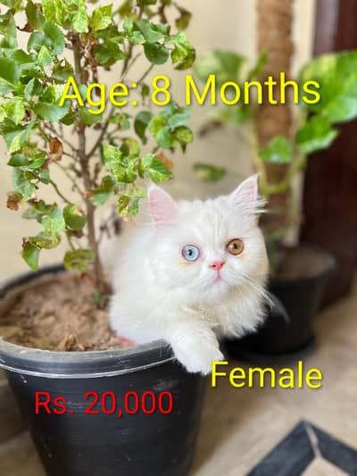 White Persian Cats for Sale – Male & Female | 20,000 Each
