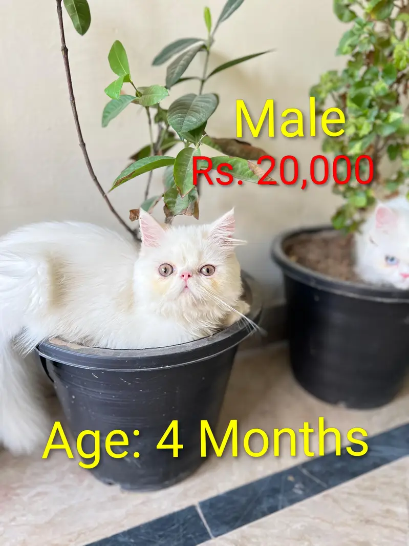 White Persian Cats for Sale – Male & Female | 20,000 Each — photo 2