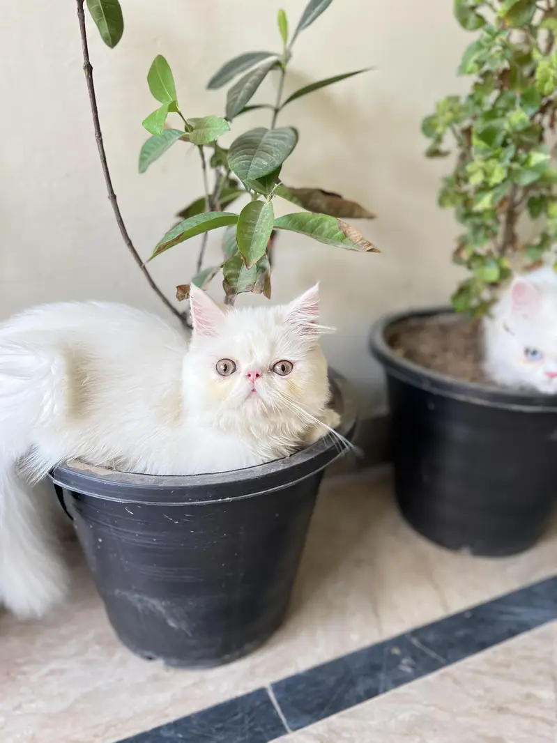 White Persian Cats for Sale – Male & Female | 20,000 Each — photo 3
