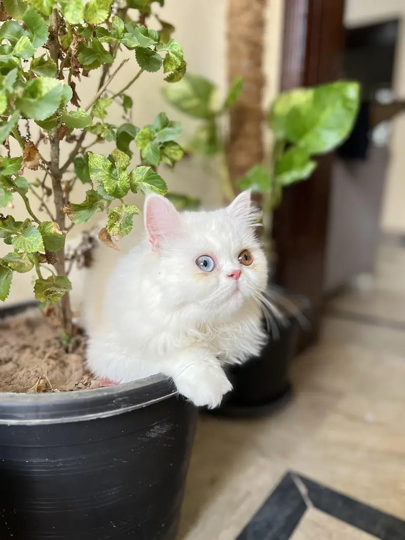 White Persian Cats for Sale – Male & Female | 20,000 Each — photo 4