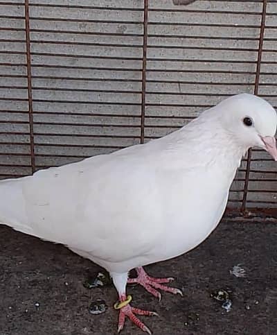 granti wali female