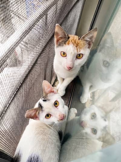 A Pair Of Adorable Kittens