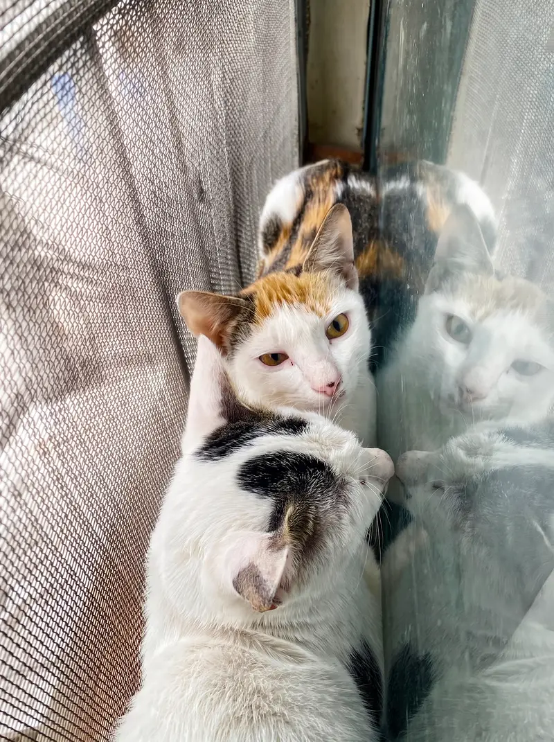 A Pair Of Adorable Kittens — photo 5