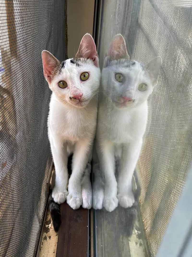 A Pair Of Adorable Kittens — photo 6