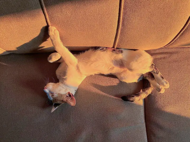 A Pair Of Adorable Kittens — photo 7