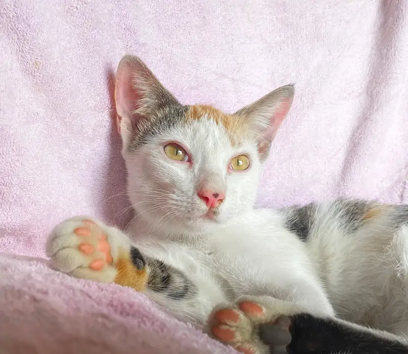A Pair Of Adorable Kittens — photo 8