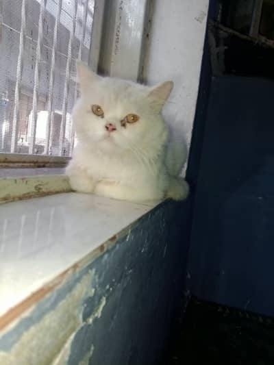 cat for sale
