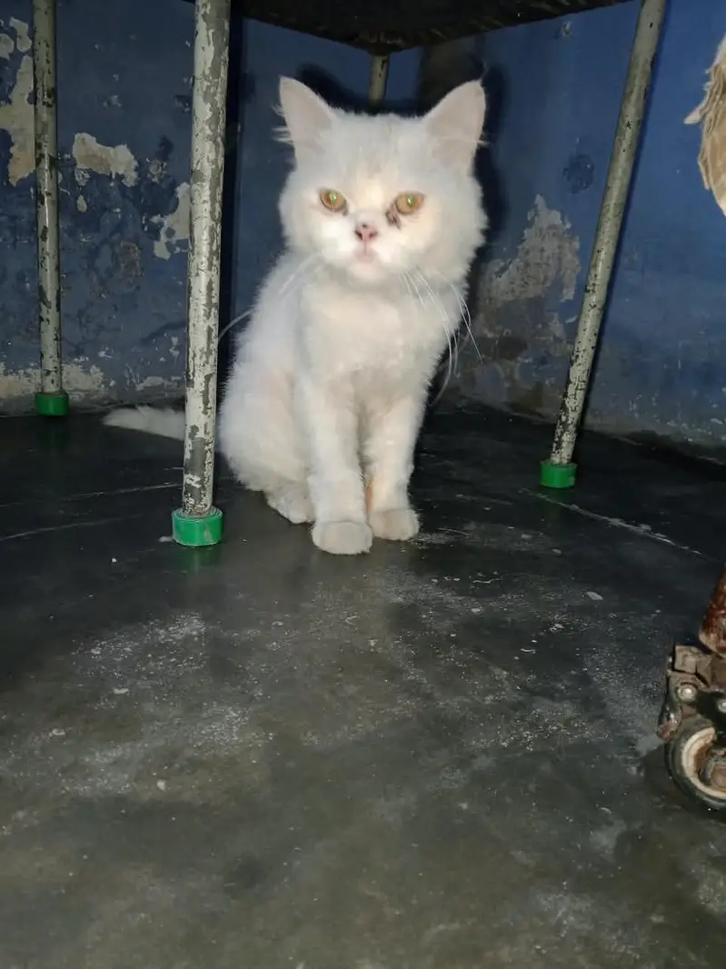 cat for sale — photo 2