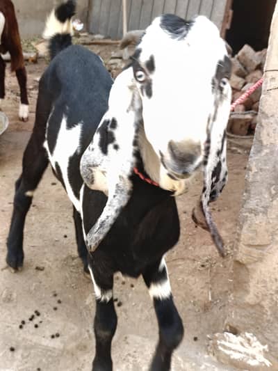 Dasi bakra vip