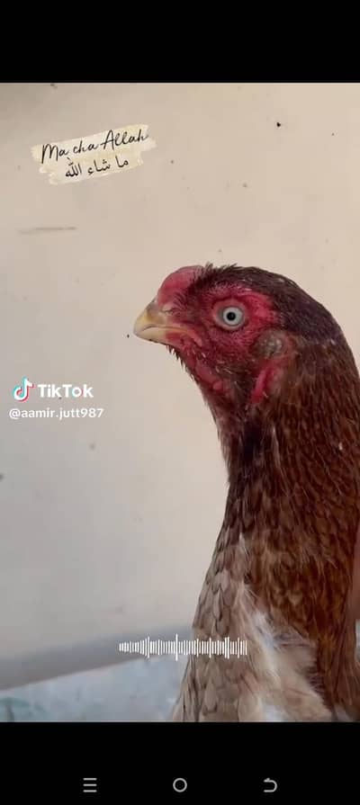 parrot beak