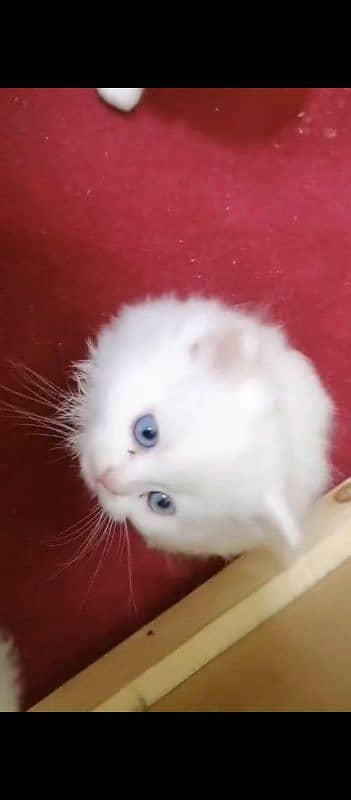 Persian cat for sale male female vaccine clear