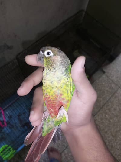 Green-cheeked Conure with Albino Lovebird
