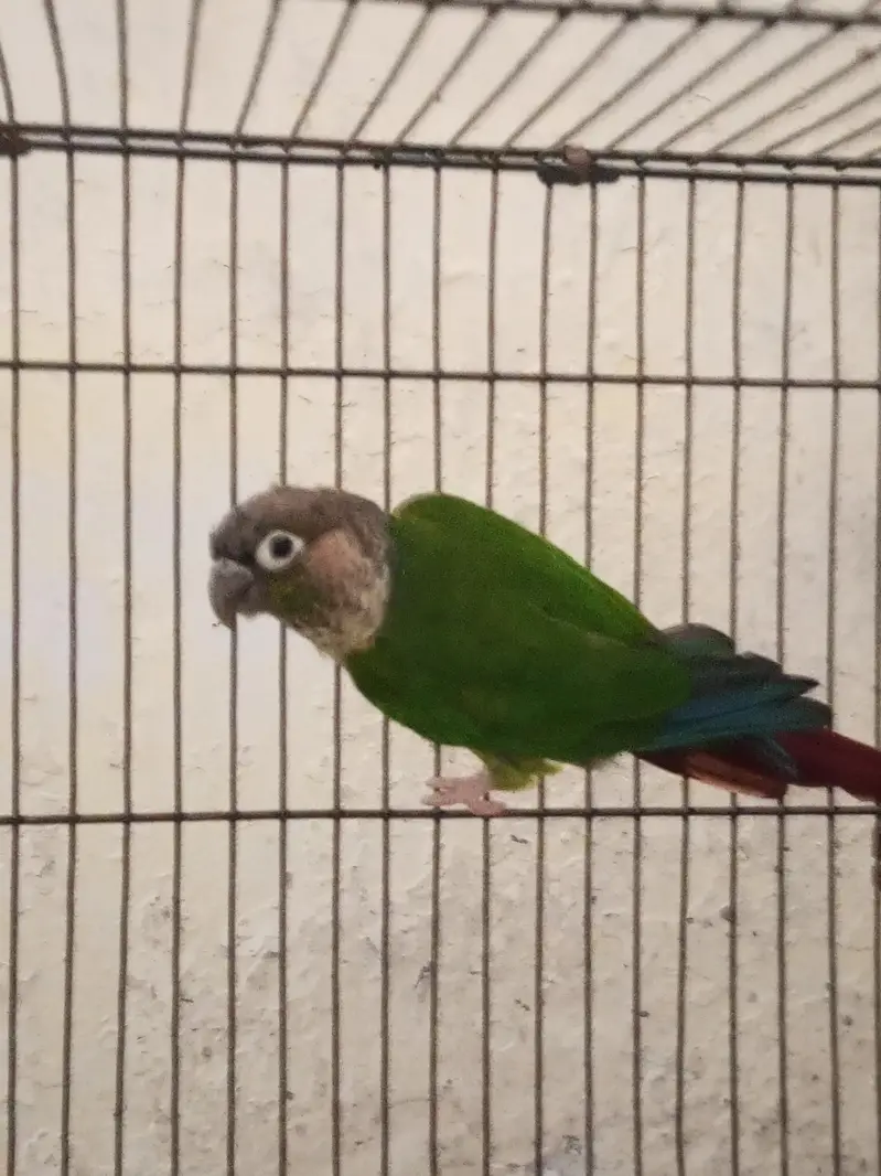 Green-cheeked Conure with Albino Lovebird — photo 2