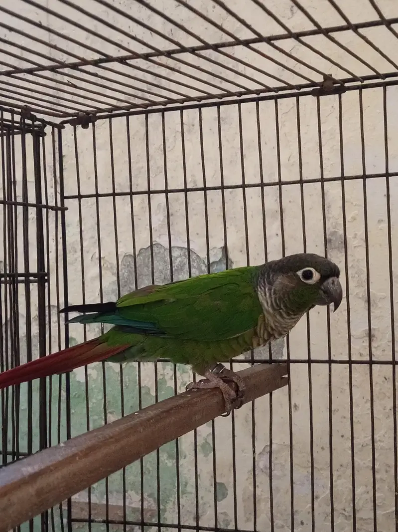 Green-cheeked Conure with Albino Lovebird — photo 3