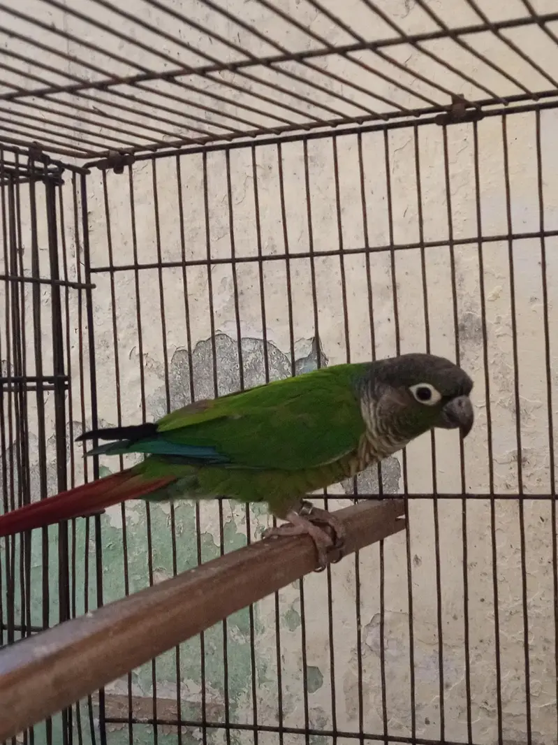 Green-cheeked Conure with Albino Lovebird — photo 4