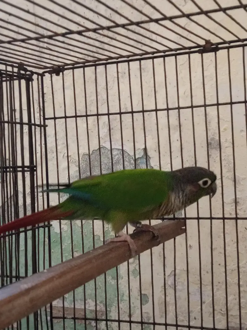Green-cheeked Conure with Albino Lovebird — photo 5