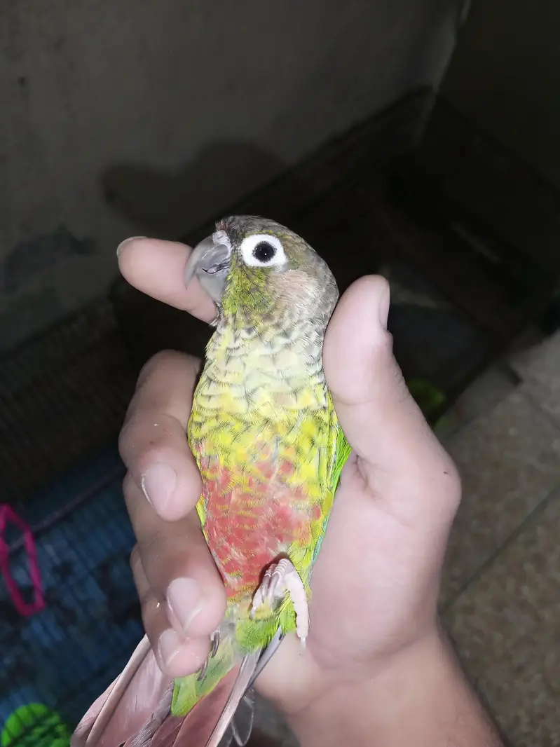 Green-cheeked Conure with Albino Lovebird — photo 6
