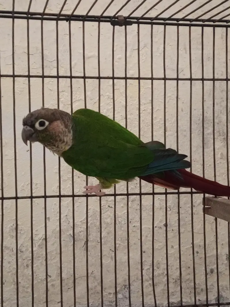 Green-cheeked Conure with Albino Lovebird — photo 7