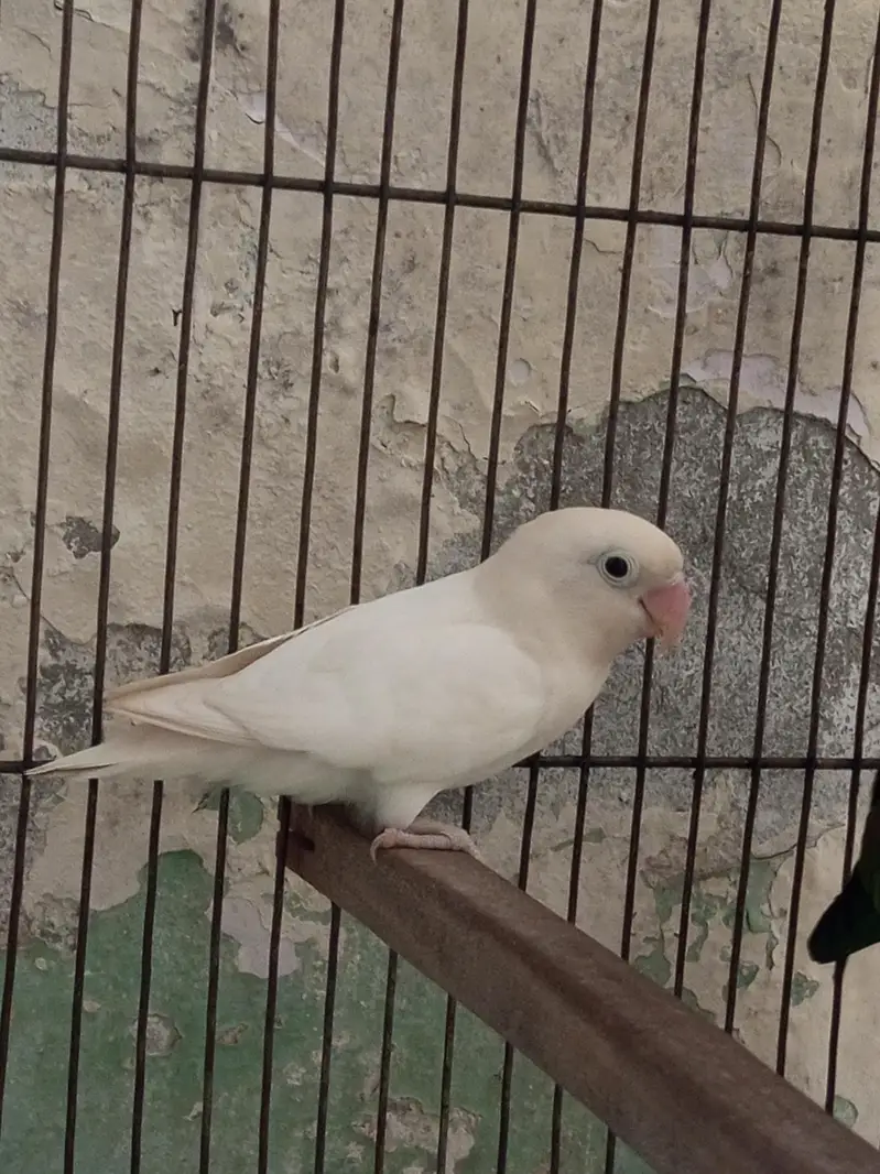 Green-cheeked Conure with Albino Lovebird — photo 8