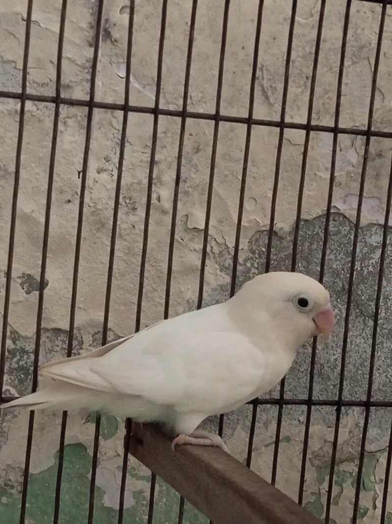 Green-cheeked Conure with Albino Lovebird — photo 9