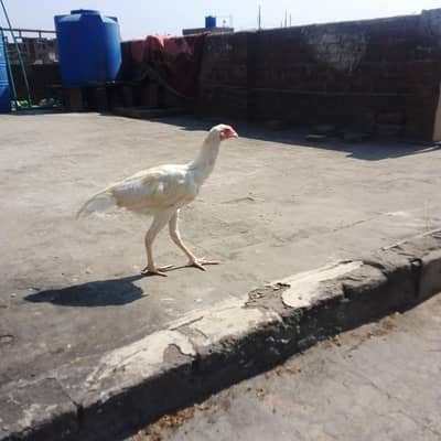HEERA ASEEL PHATAY  FOR SALE