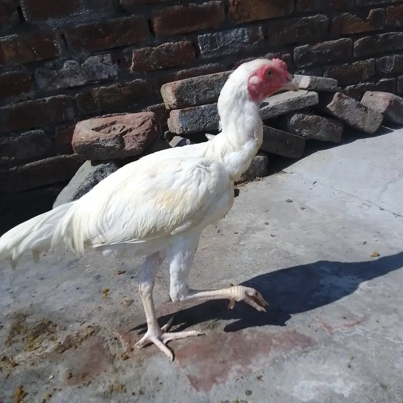 HEERA ASEEL PHATAY  FOR SALE — photo 4