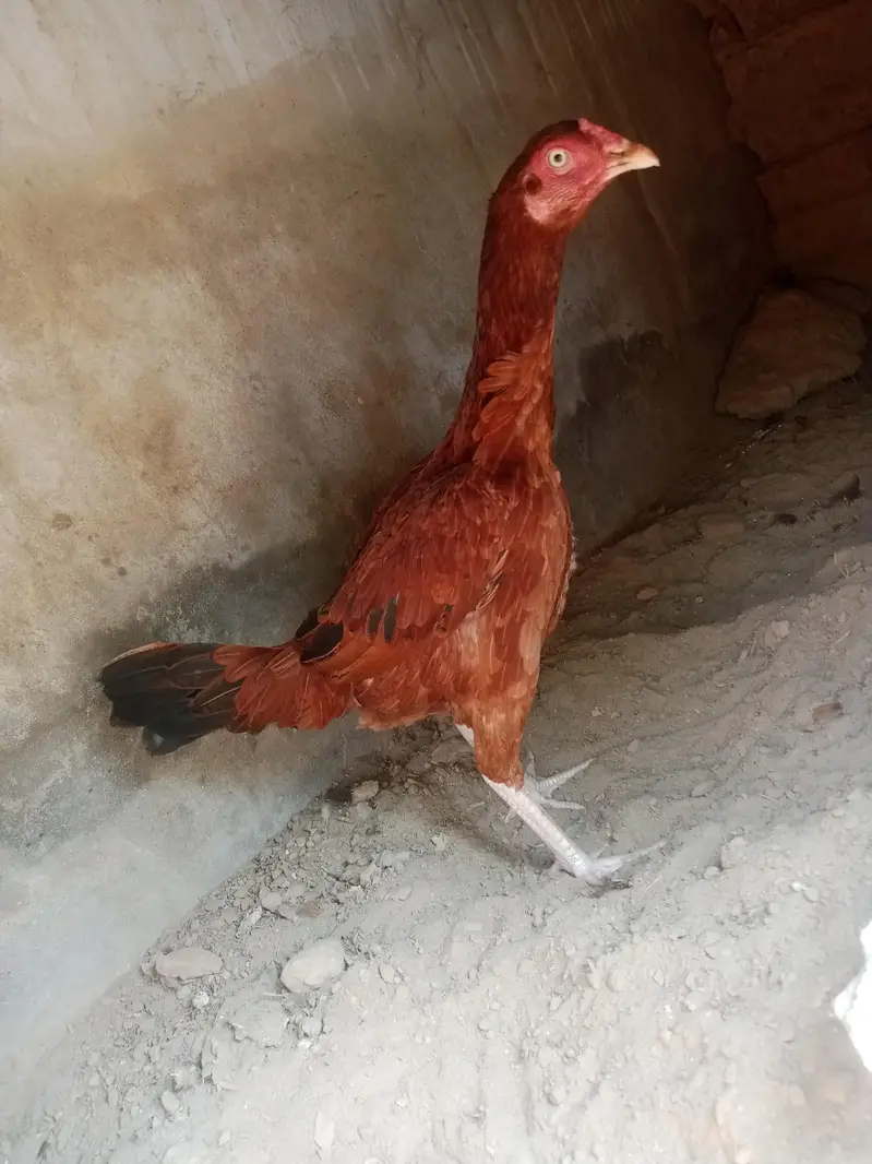 morgi anda da rhi ha ab khurk hona wale ha — photo 2