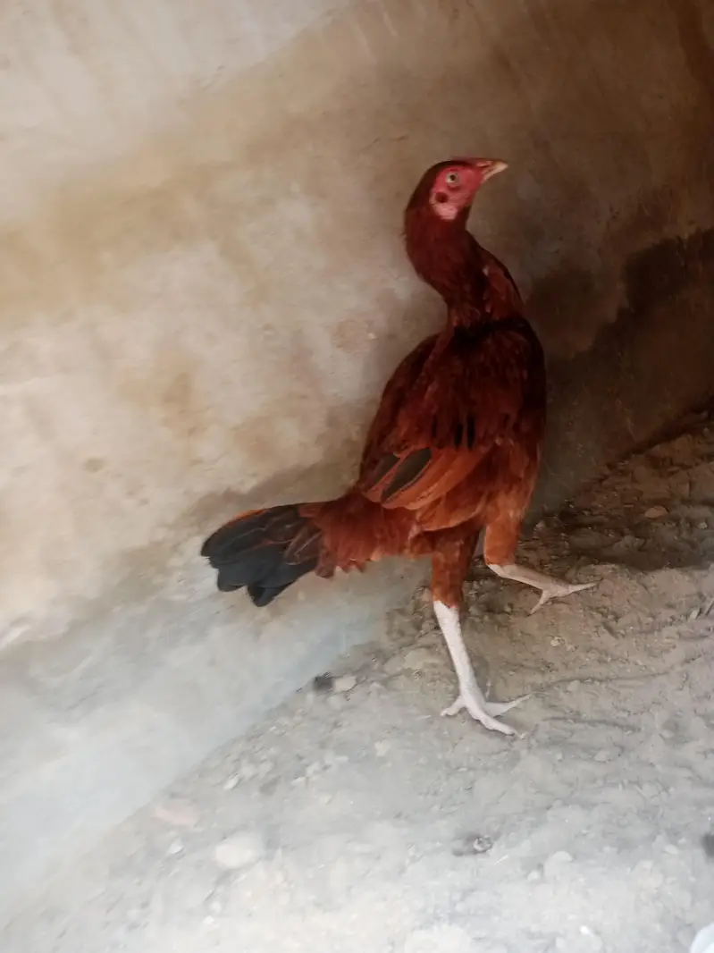 morgi anda da rhi ha ab khurk hona wale ha — photo 3