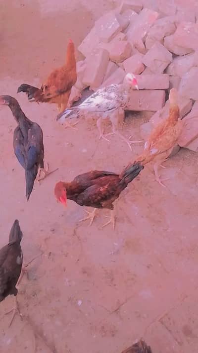 Aseels and others available