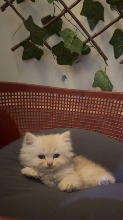 female version kitten