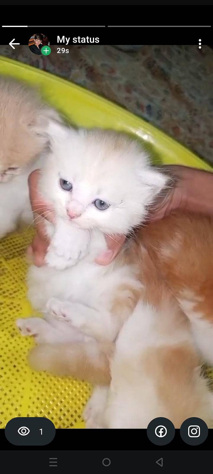 for kitten 0