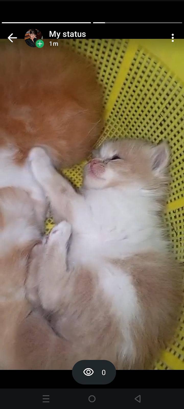 for kitten 2