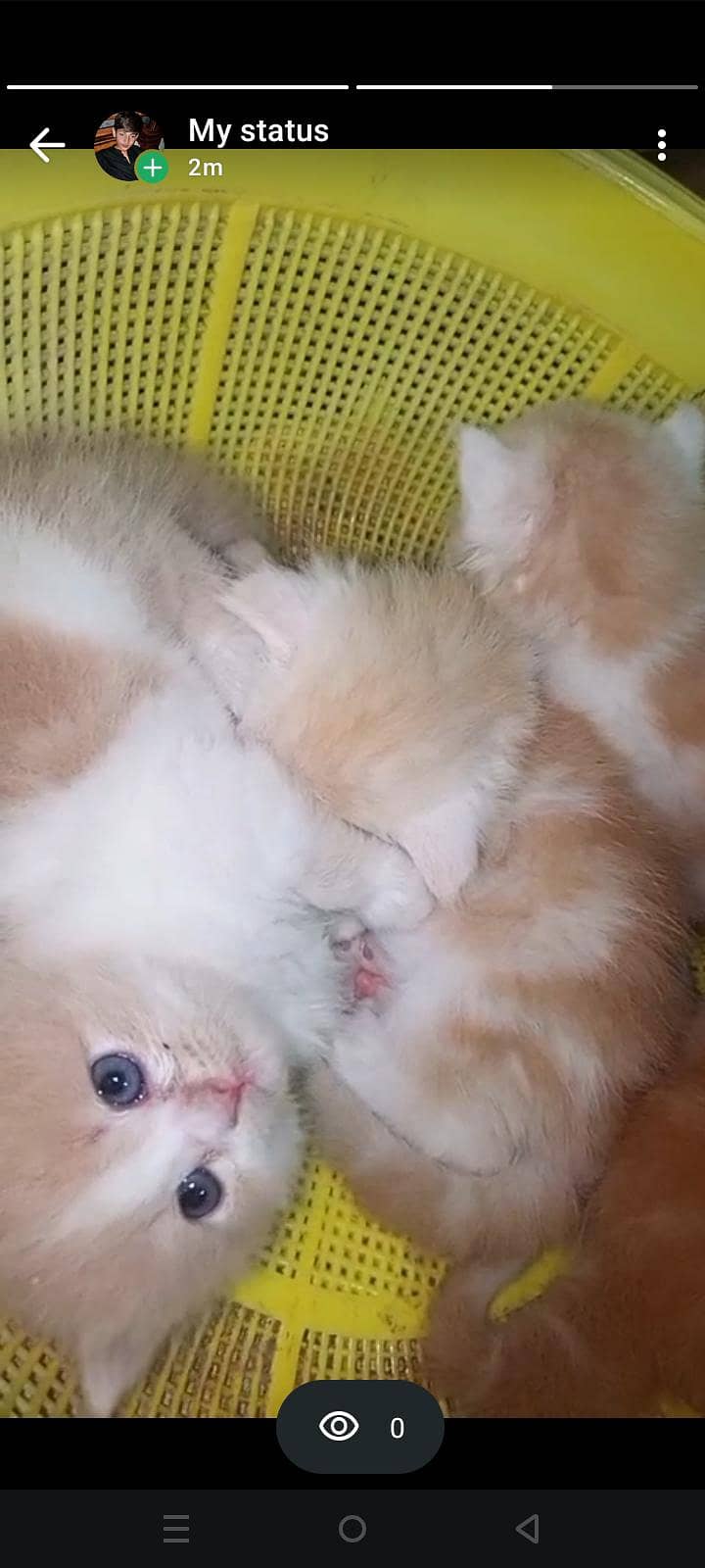 for kitten 3