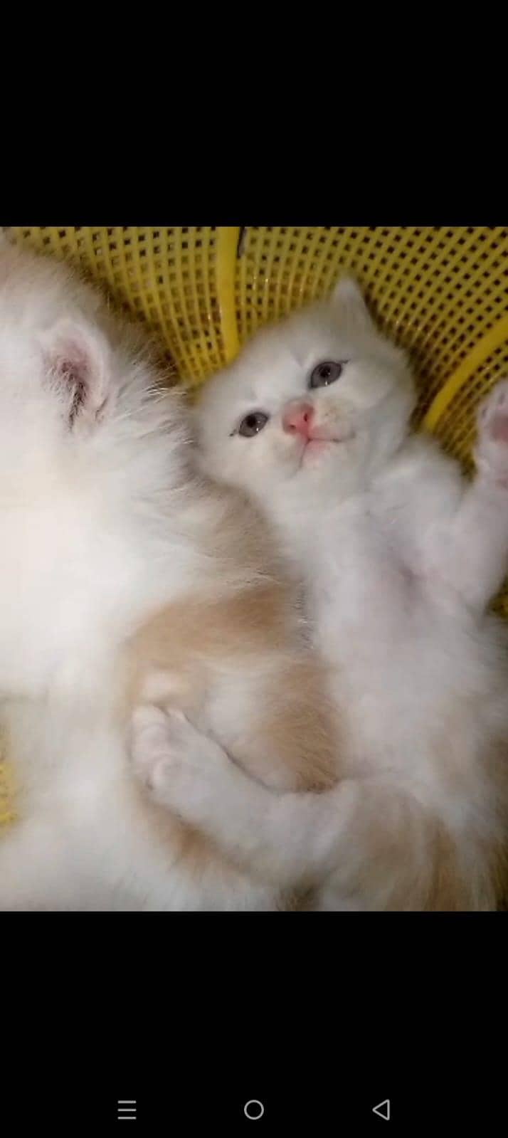 for kitten 4