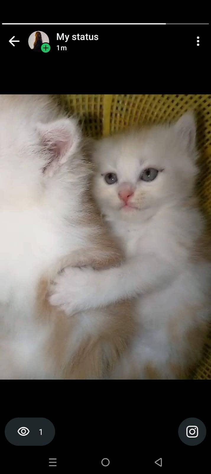 for kitten 5