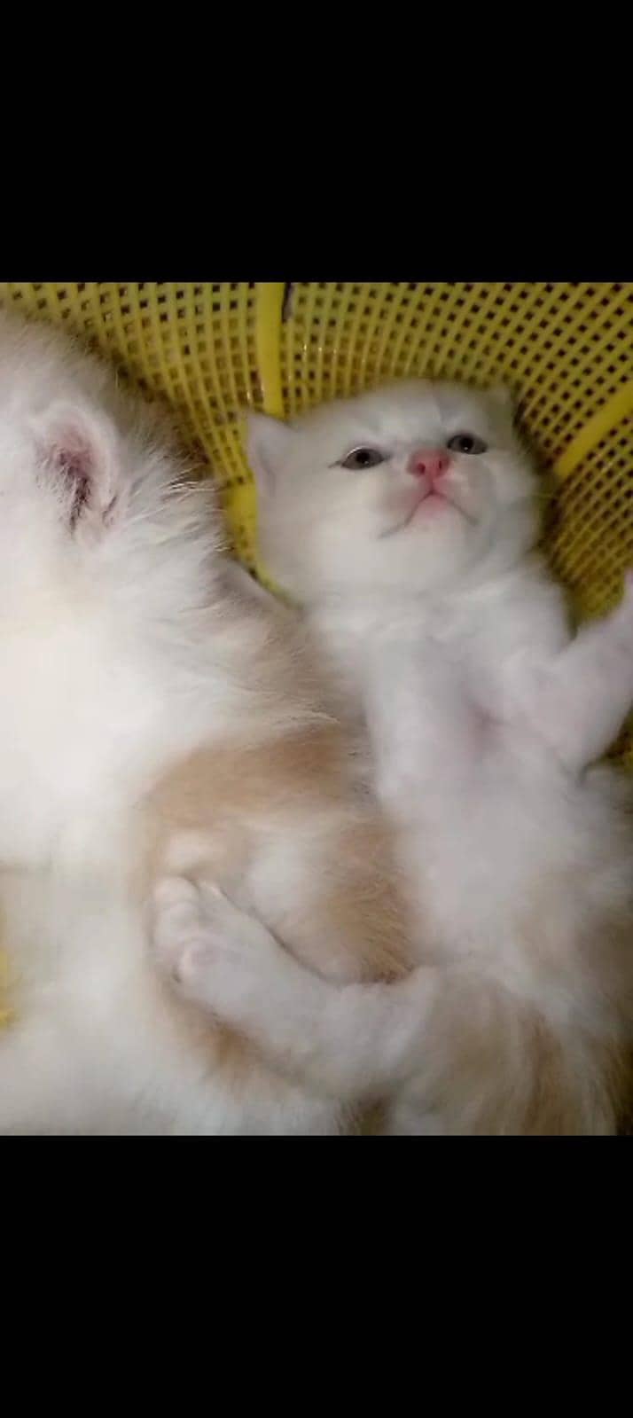 for kitten 6