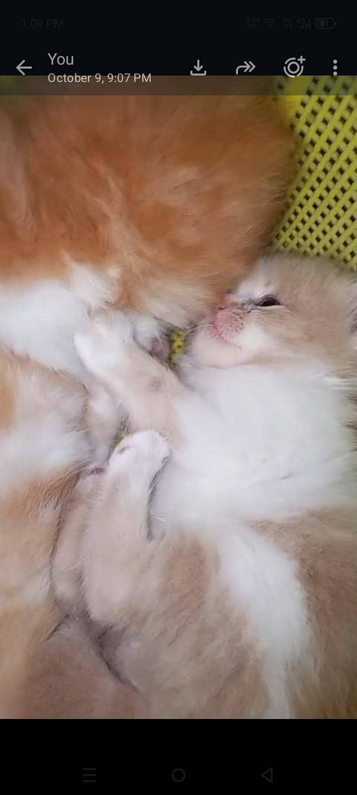 for kitten 7