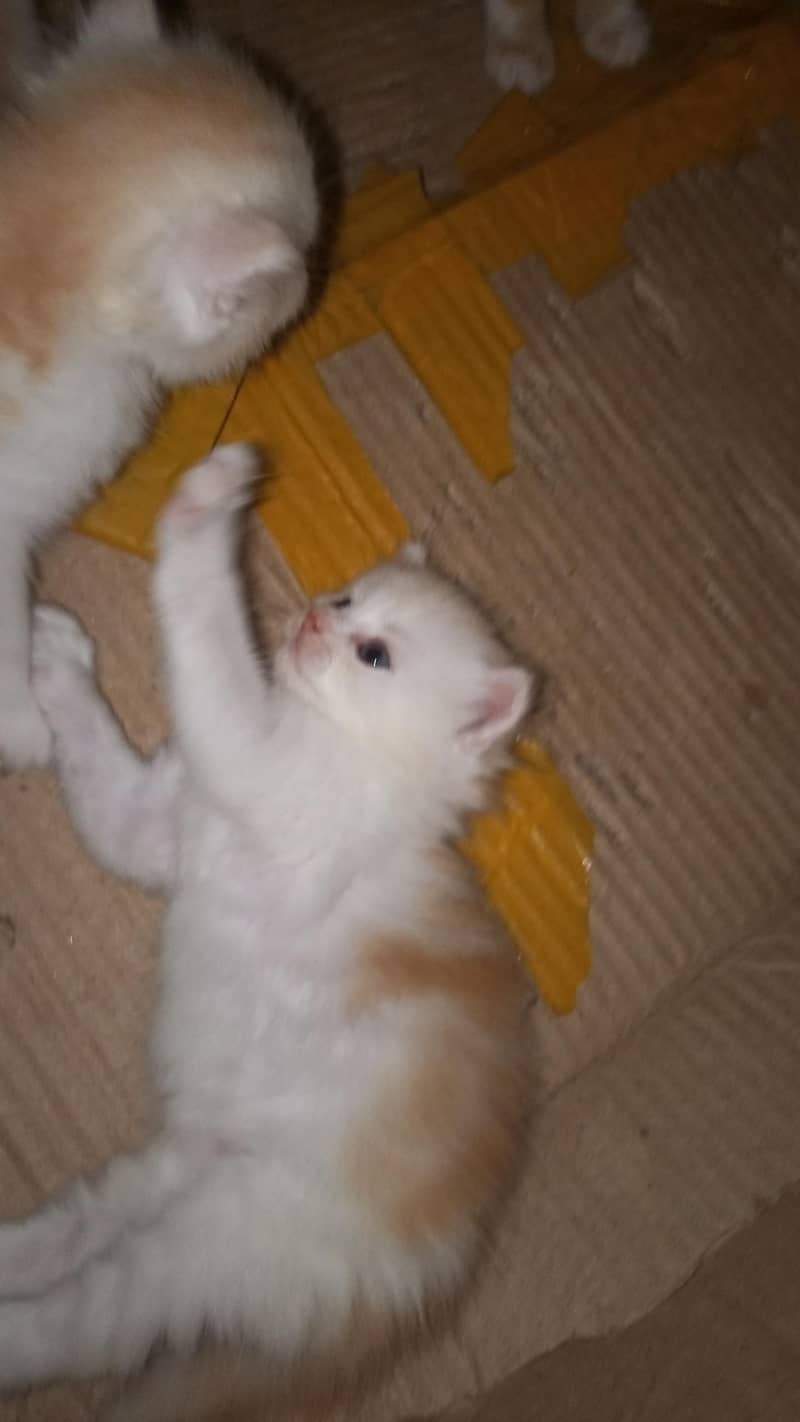 for kitten 8
