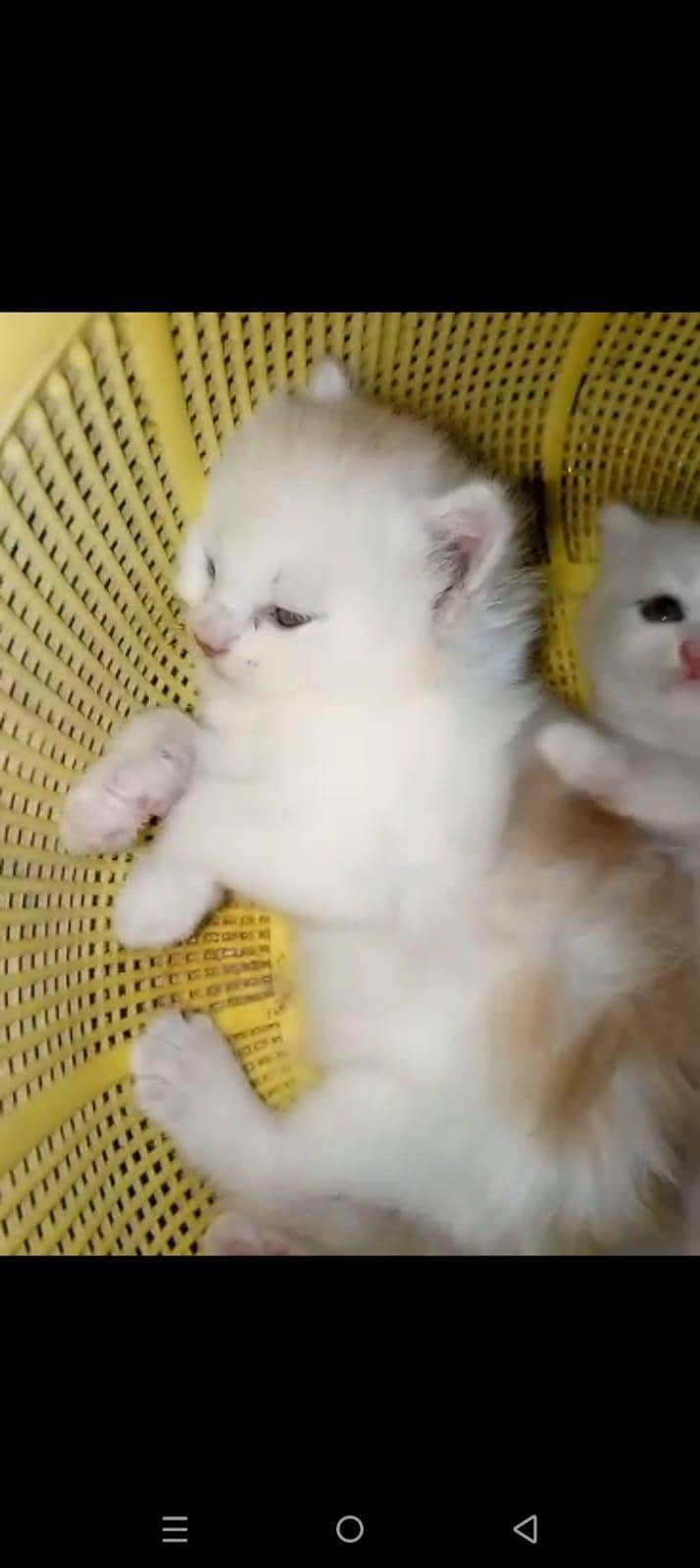 for kitten 10
