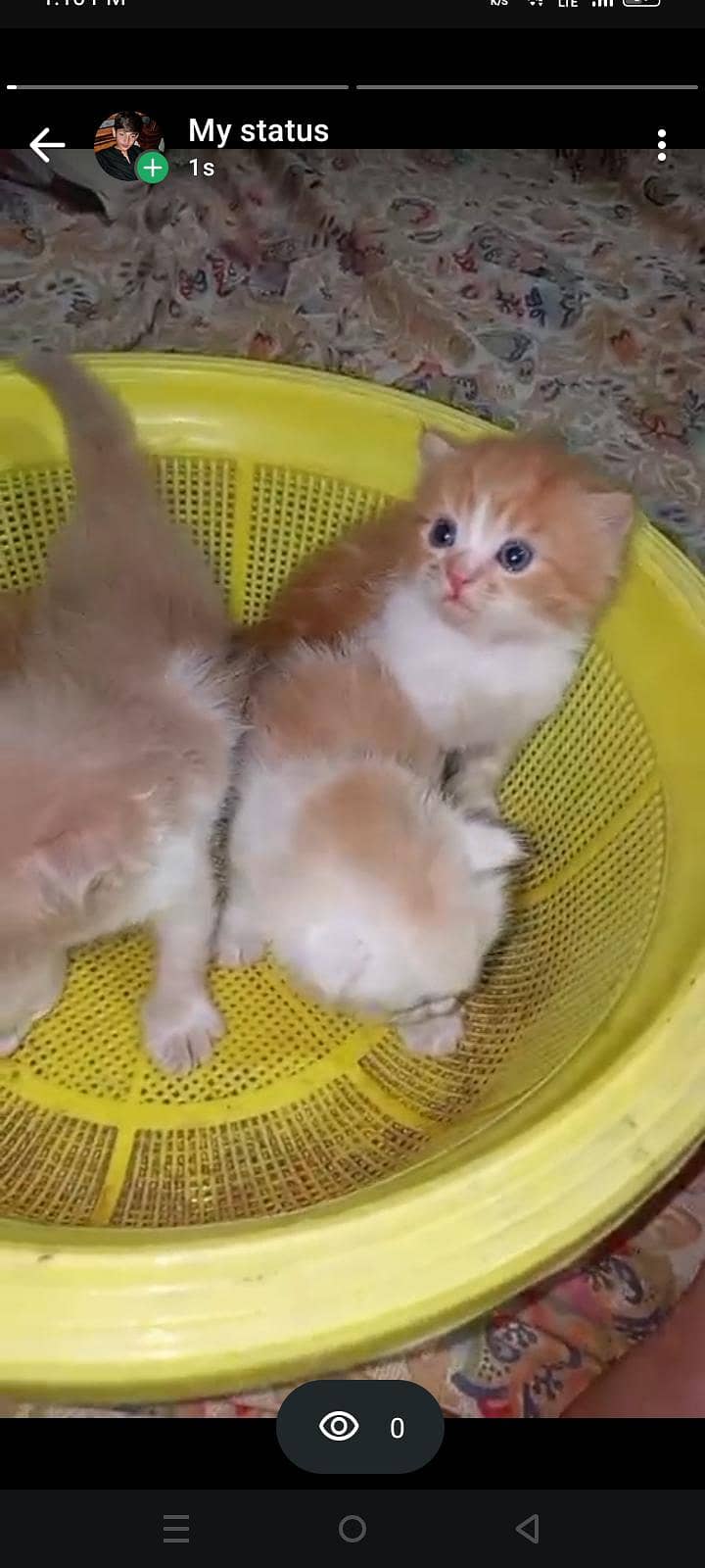 for kitten 11