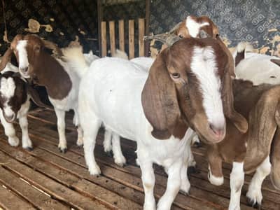 Boer Goat, Imported Goat , Boer Bakra Available