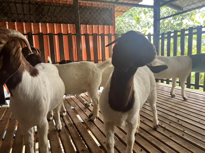 Boer Goat, Imported Goat , Boer Bakra Available — photo 2